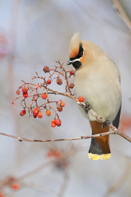 bohemian waxwing 021111_MG_4842