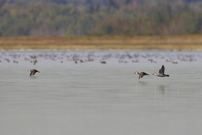 ruddy ducks 090912_MG_2913 