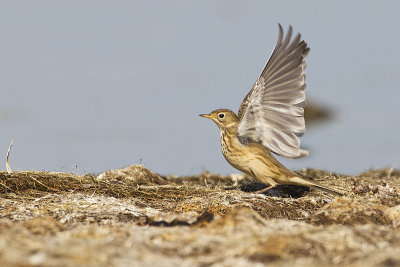 american pipit 090912_MG_2920 