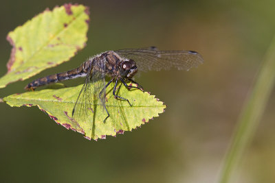 dragonfly 091512_MG_8121 