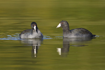 american coots 091512_MG_3410