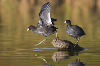american coots 091512_MG_3365