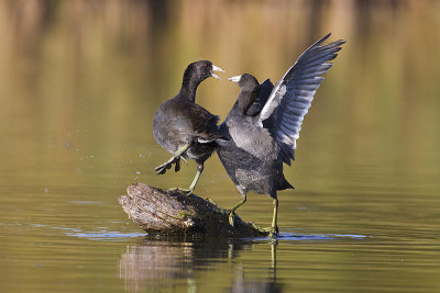american coots 091512_MG_3500