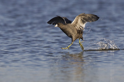 american coot 092212_MG_4509