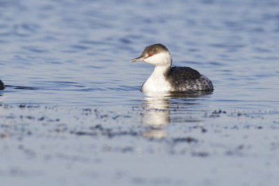 horned grebe 092212_MG_4653 