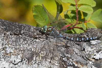 lake darner? 092212_MG_8171 