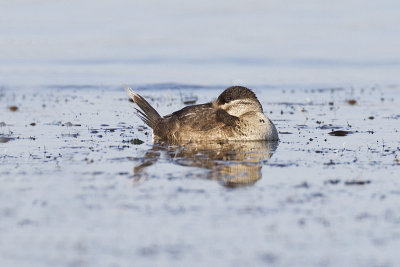 ruddy duck 092212_MG_4795 