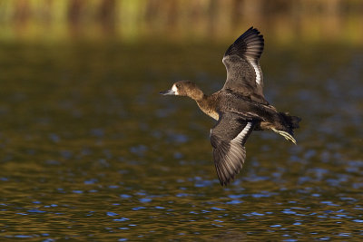 lesser scaup 092212_MG_4522 