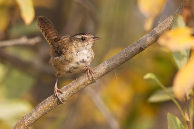 marsh wren 092312_MG_5838 