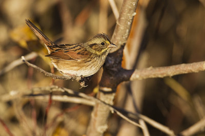 swamp sparrow 092812_MG_6770 