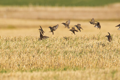european starlings 100312_MG_8761 