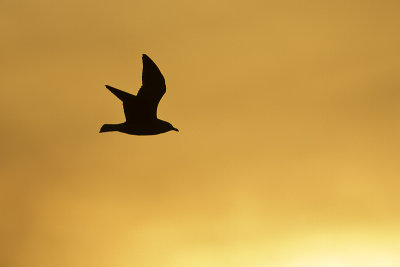 ring-billed gull 092912_MG_8273 