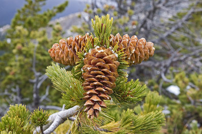 limber pine 100612_MG_9014 