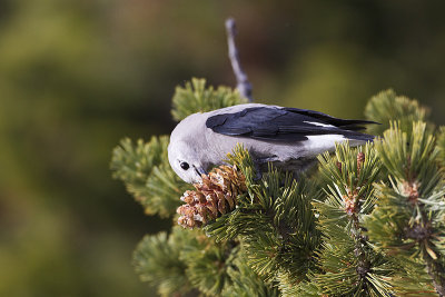 clark's nutcracker 100712_MG_9311 