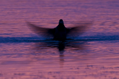 ruddy duck 101412_MG_8748 