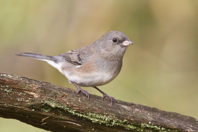 dark-eyed junco 101312_MG_8543 