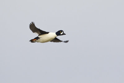 barrow's goldeneye 101412_MG_0087 