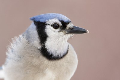 blue jay 013108IMG_0386