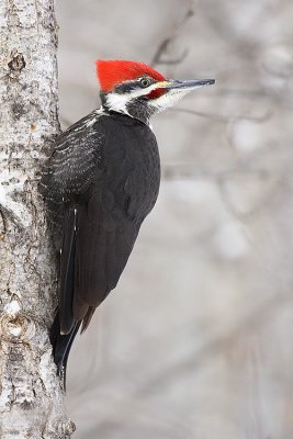 pileated woodpecker 013108IMG_0679