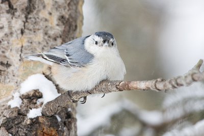 white-breasted nuthatch 020108IMG_0274