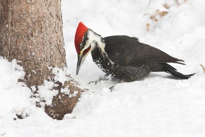 pileated woodpecker 020108IMG_0188