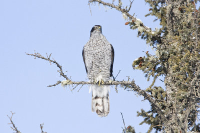 northern goshawk 020208IMG_0571