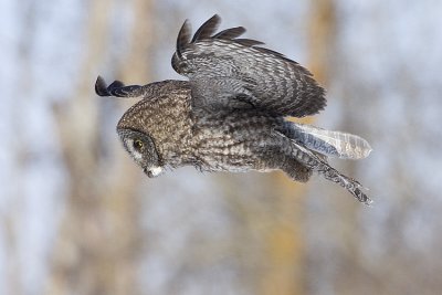 great gray owl 020308IMG_0781