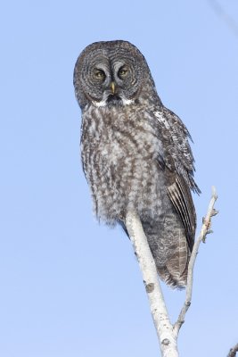 great gray owl 020308IMG_0954