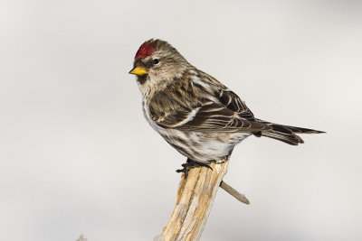 common redpoll 020608IMG_0920