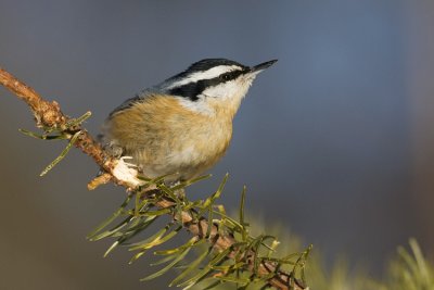red-breasted nuthatch 020608IMG_0566