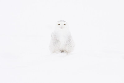 snowy owl 021208IMG_0173