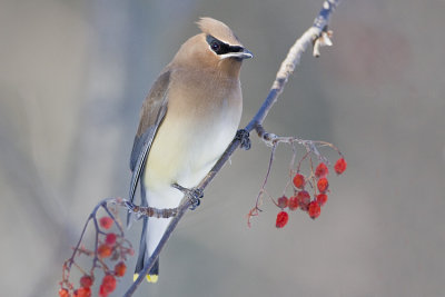 cedar waxwing 021608IMG_0532