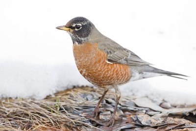 american robin 021708IMG_0282