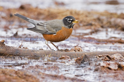 american robin 021708IMG_0537
