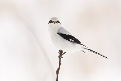 northern shrike 021808IMG_0087