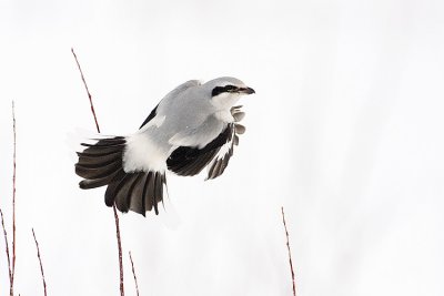 northern shrike 021808IMG_0060