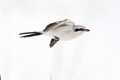 northern shrike 021808IMG_0061