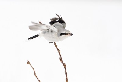 northern shrike 021808IMG_0070