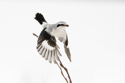 northern shrike 021808IMG_0069