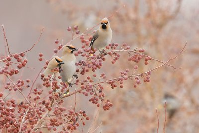 bohemian waxwings 021908IMG_0381