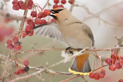 bohemian waxwing 021908IMG_0325