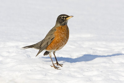 american robin 022008IMG_0396