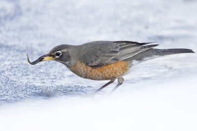 american robin 022008IMG_0478