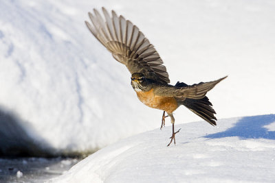 american robin 022108IMG_0532