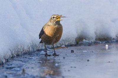 american robin 022108IMG_0965