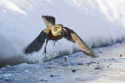 american robin 022108IMG_0577