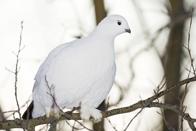 willow ptarmigan 022308IMG_0343