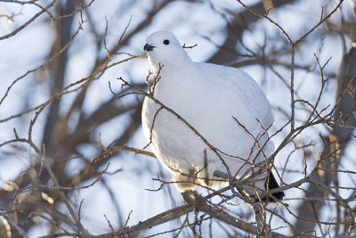 willow ptarmigan 022308IMG_0992