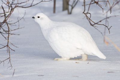willow ptarmigan 022408IMG_1404
