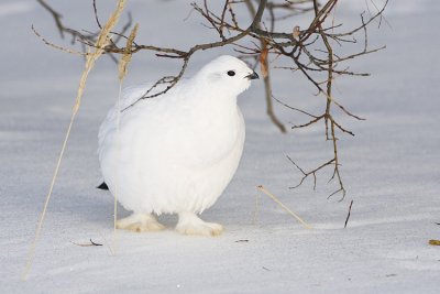 willow ptarmigan 022408IMG_1413